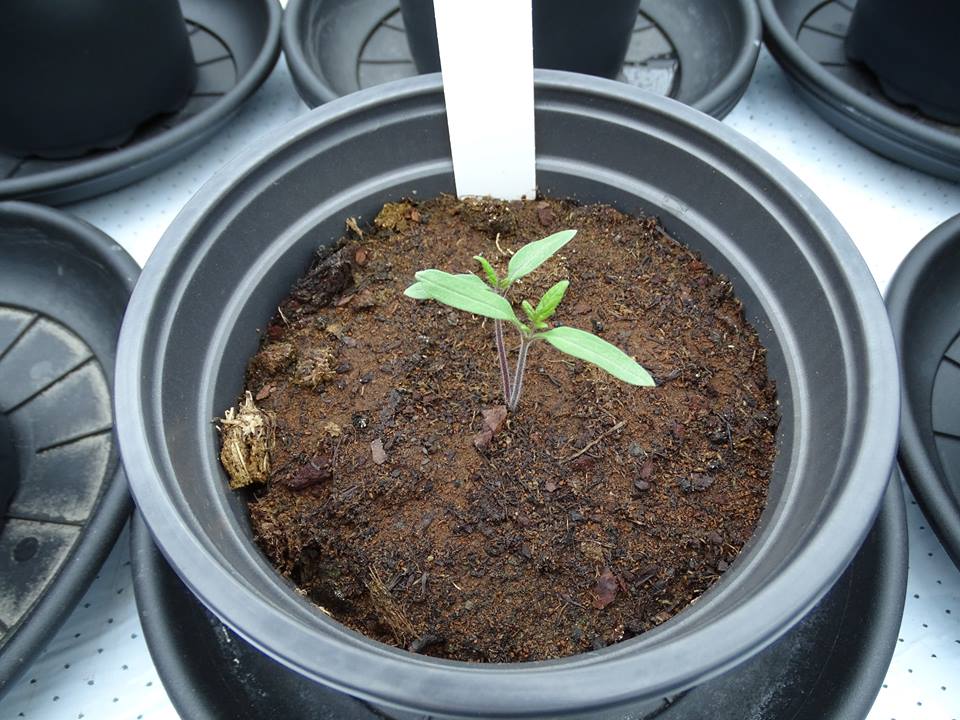 A tomato plant grows in soil simulating that found on the moon