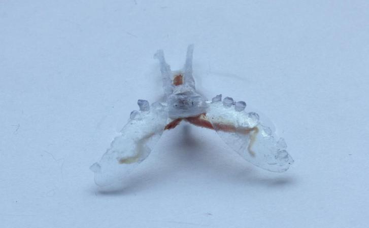 A Sea Slug’s Mouth Muscles Power This 3D-Printed Robot