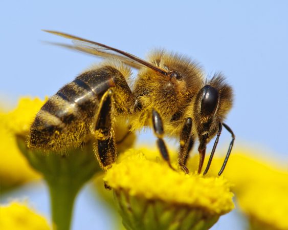 Bee sits on yellow flower.