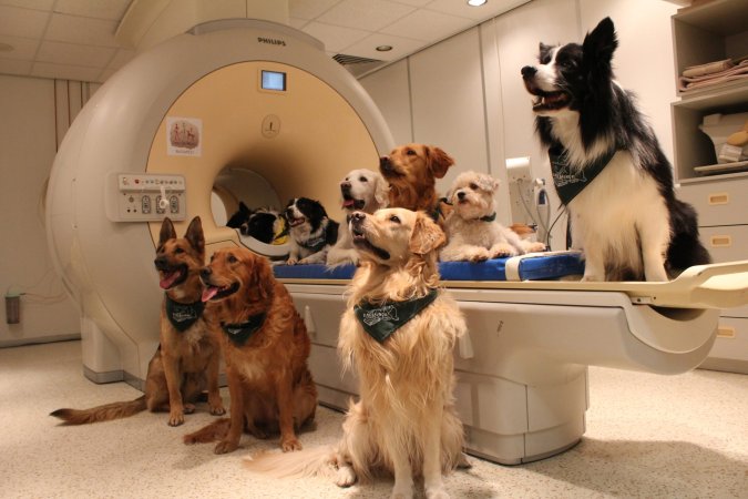 Group of dogs around fMRI