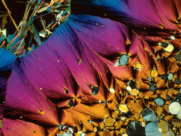 Science Is Beautiful: The Human Body Under The Microscope