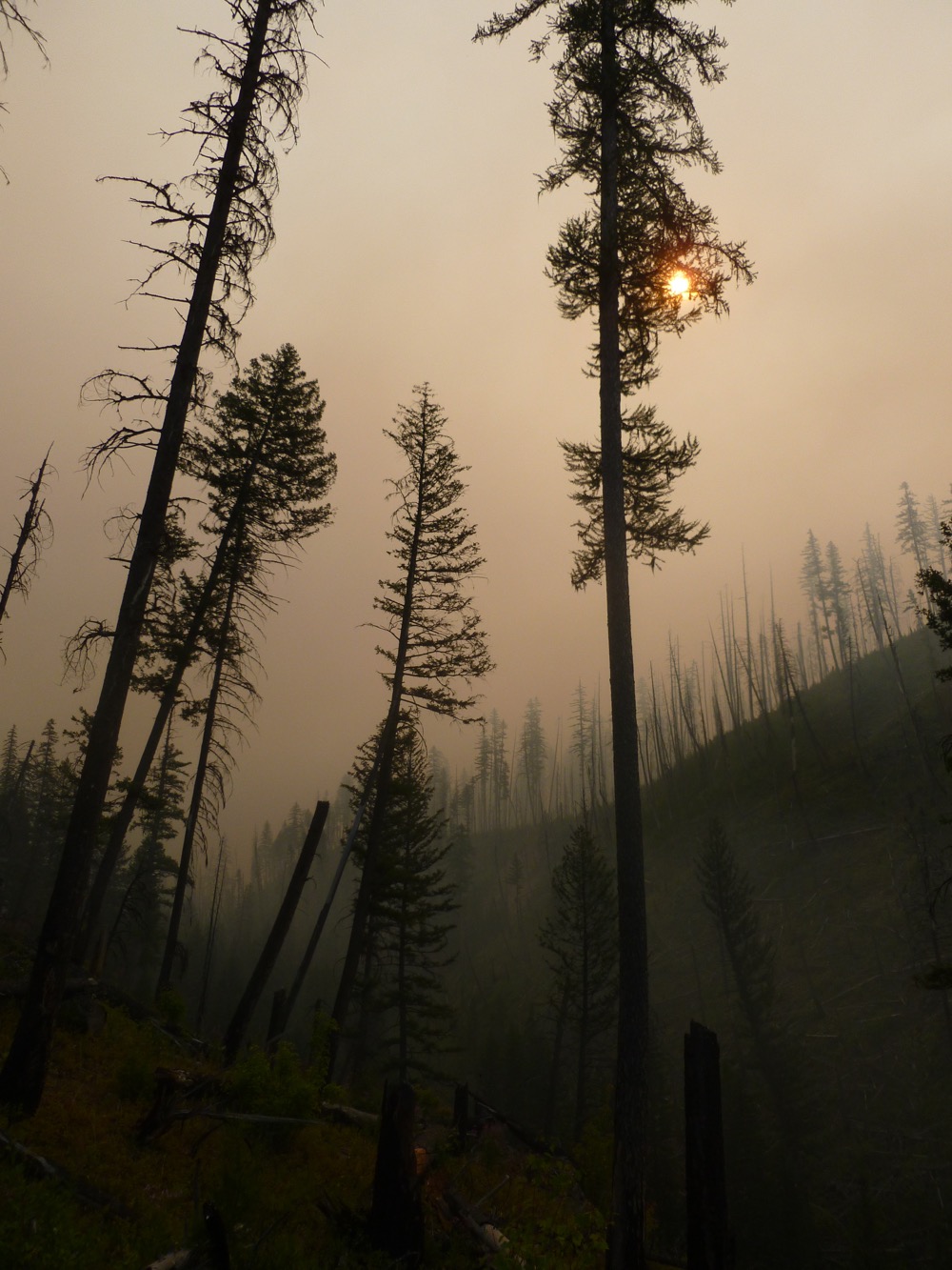 The Chaparral forest after a fire.