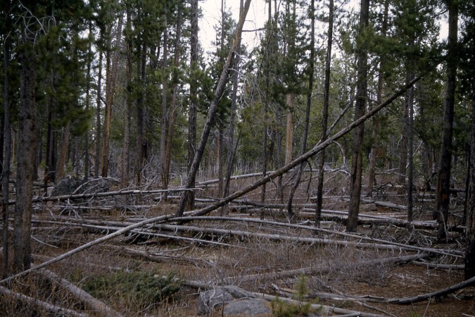 Green Energy Scheme To Burn Beetle-Infested Trees For Electricity