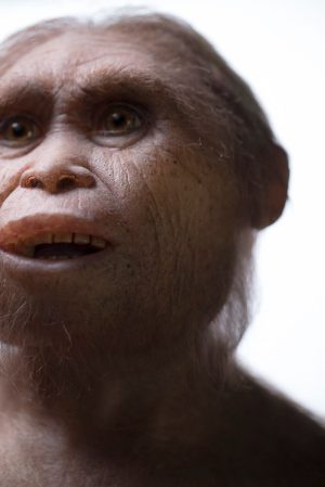 How Ancient Human-Like “Hobbits” Got So Small