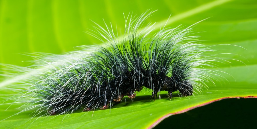 Plants have a trick that drives very hungry caterpillars to cannibalism