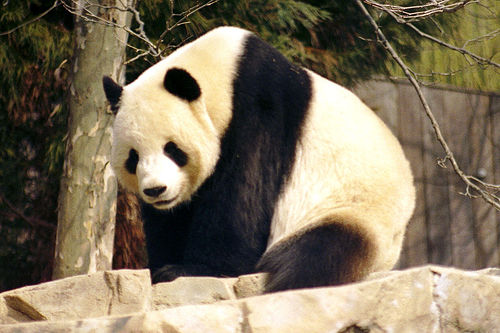 Did Pandas Sense the China Earthquake?