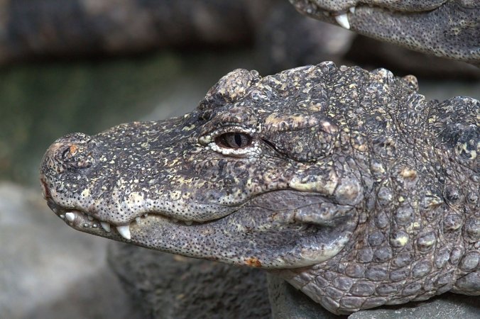 Alligator On Helium Reveals The Secret Meaning Of Alligator Bellows