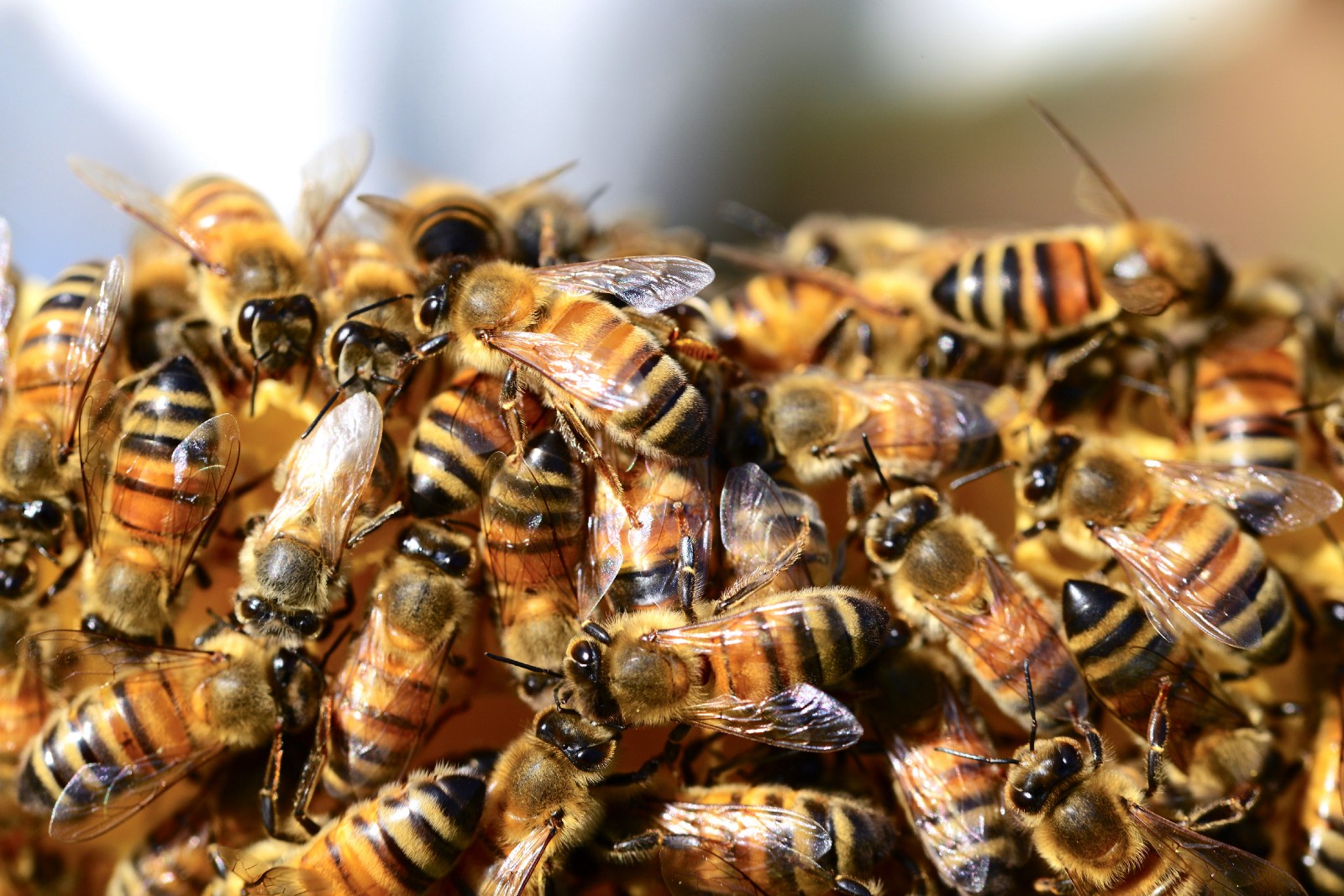 A swarm of bees.