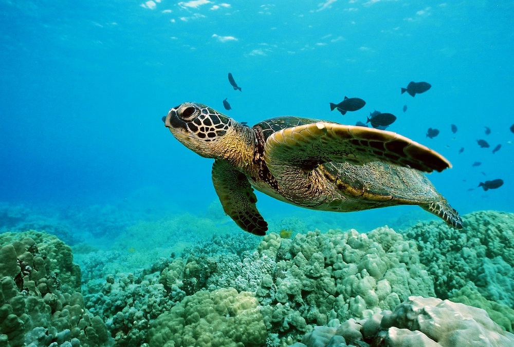 Big Pic: A Sea Turtle In A Wind Tunnel