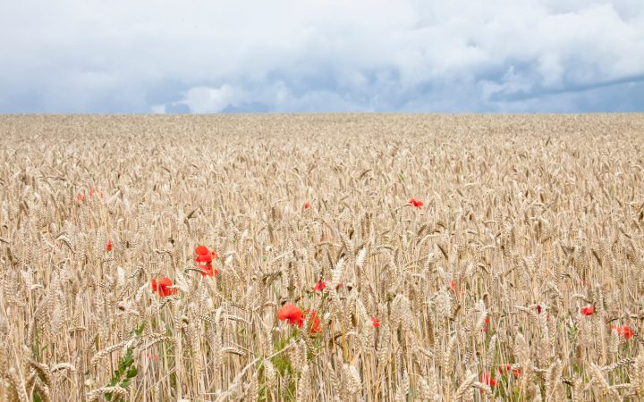 Can New GMO Techniques Make Crops That Are More “Natural”?