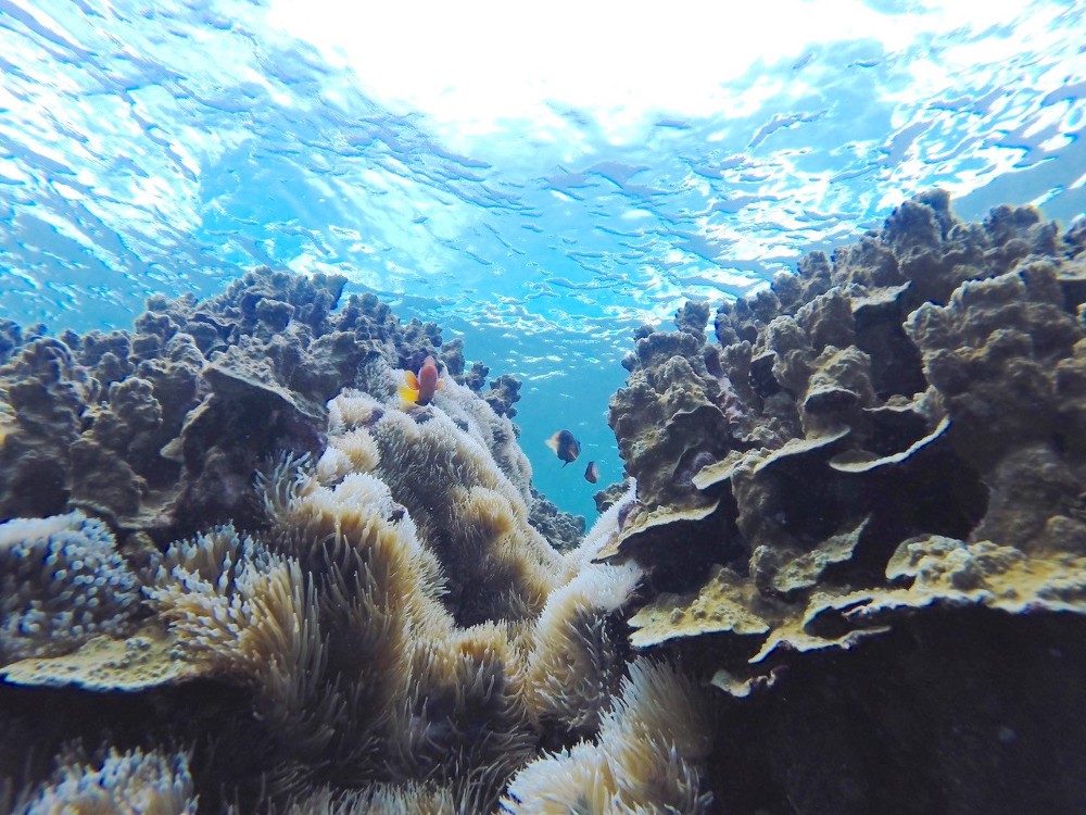 Healthy coral reefs in Guam