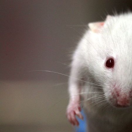 New Drug Blocks Stress Hormone, Improving Memory in Elderly Mice