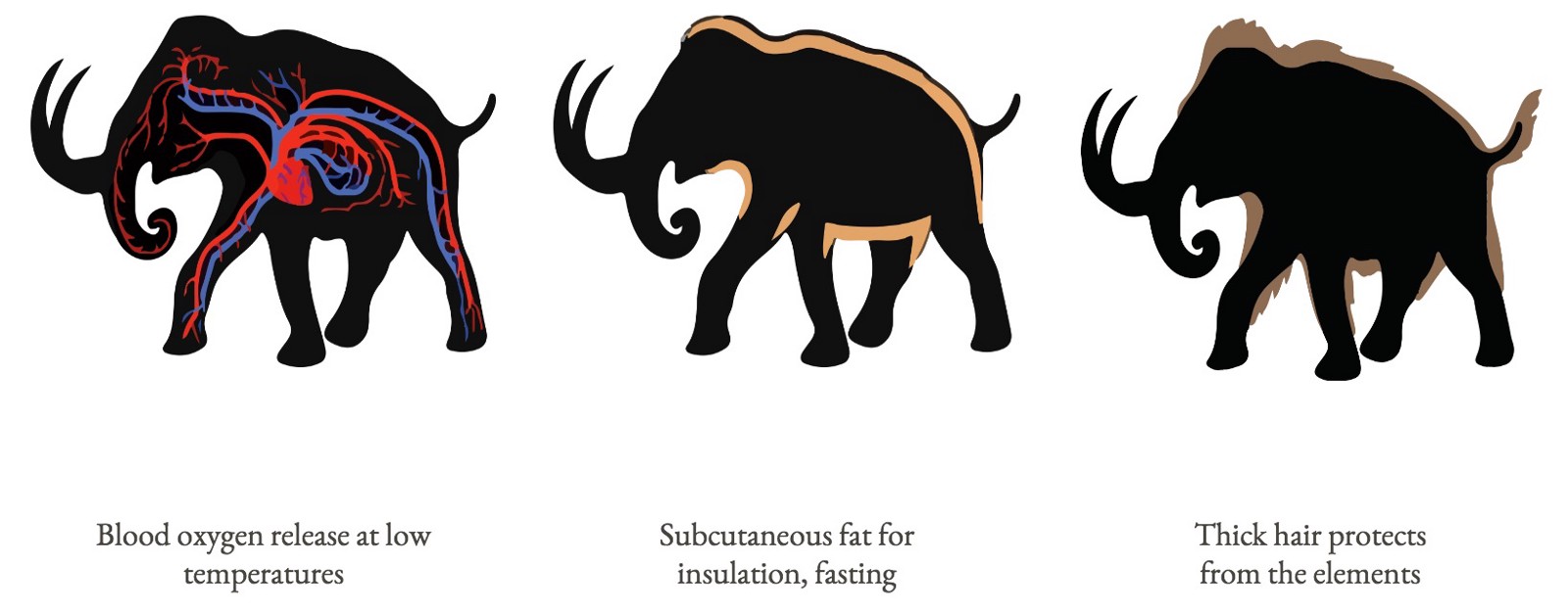 A mammoth’s cold-weather adaptations.