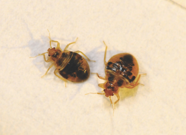 Bed Bugs: Chemical Cover Caveats