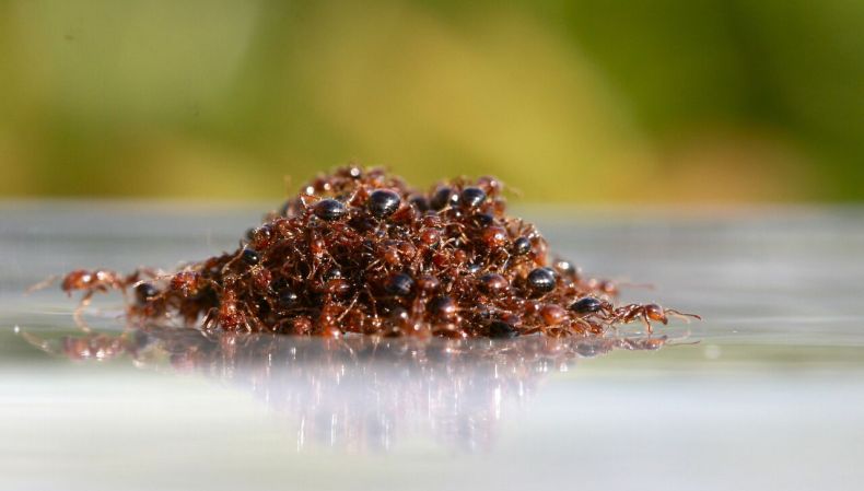 The terrifying way fire ants take advantage of hurricane floods