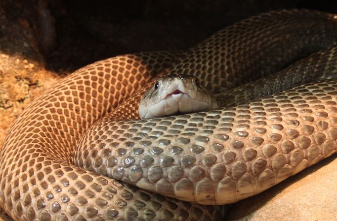 Evolution Didn’t Rob Snakes of Their Limbs – Other Animals Gained Them