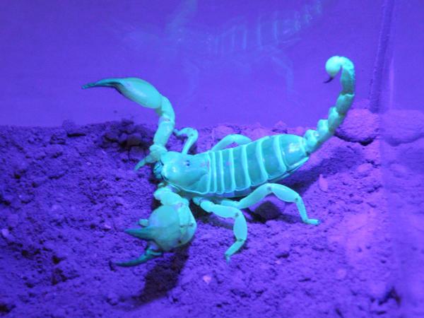 Different Scorpion Species Share Similar Taste In Interior Design