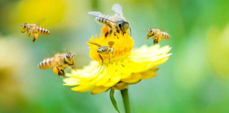 Saving pollinators is about more than just honeybees