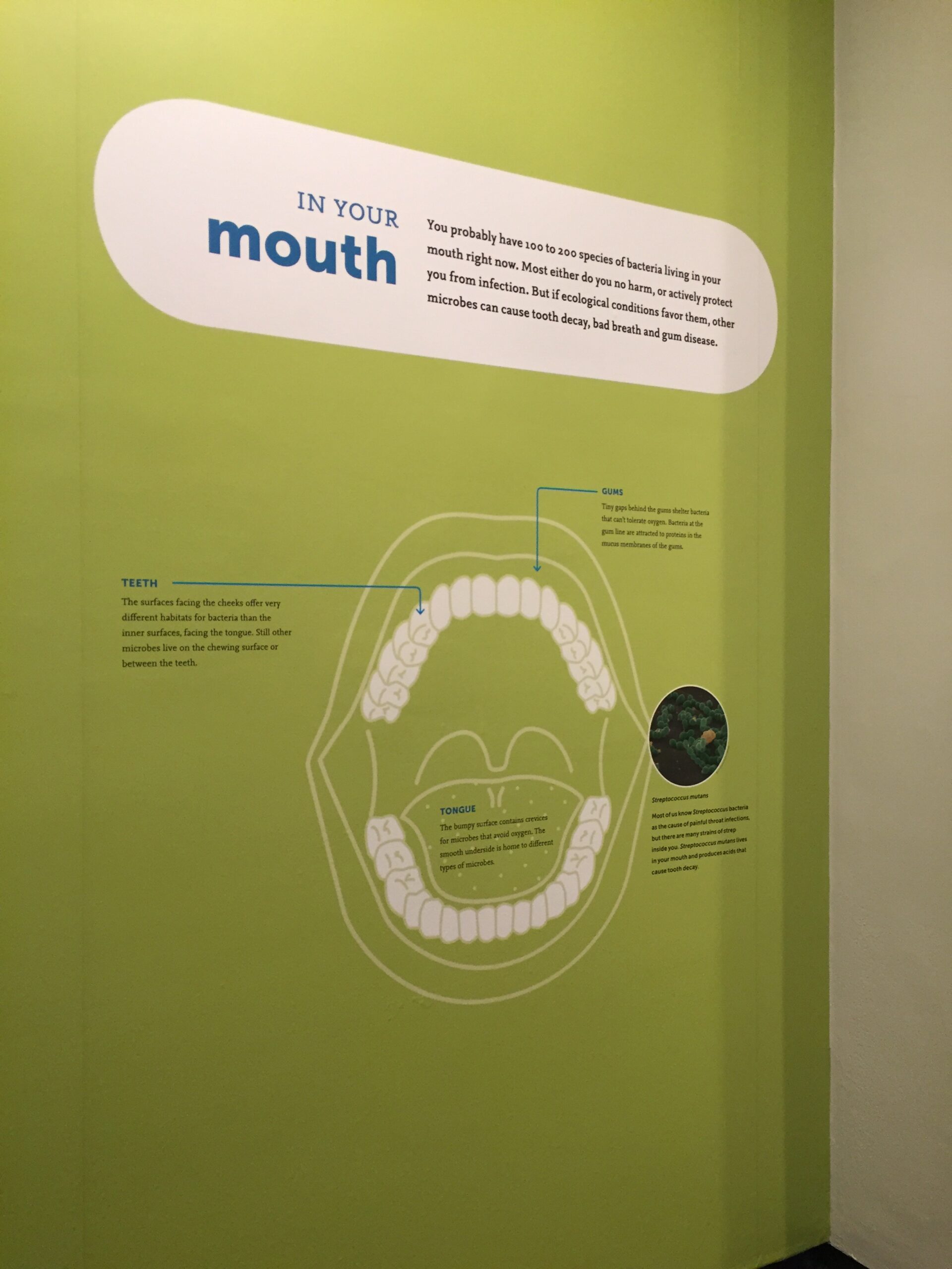 microbiome exhibit at AMNH