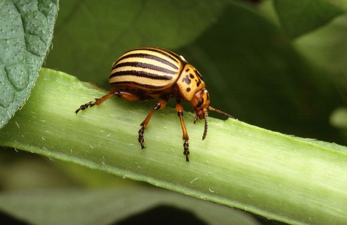 How To Make A Surface Shed Bugs Like Water Droplets