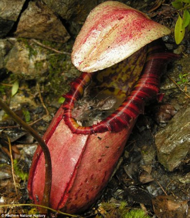 Newly Discovered Carnivorous Jungle Plant Gobbles Rats Whole