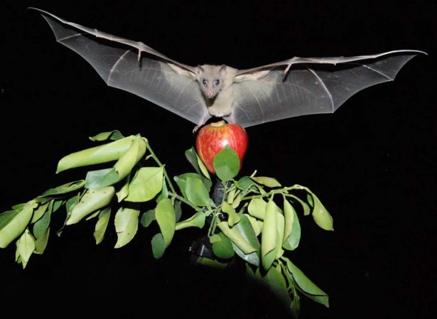 A Special Brain Compass Helps Bats, And Other Animals, Navigate Correctly