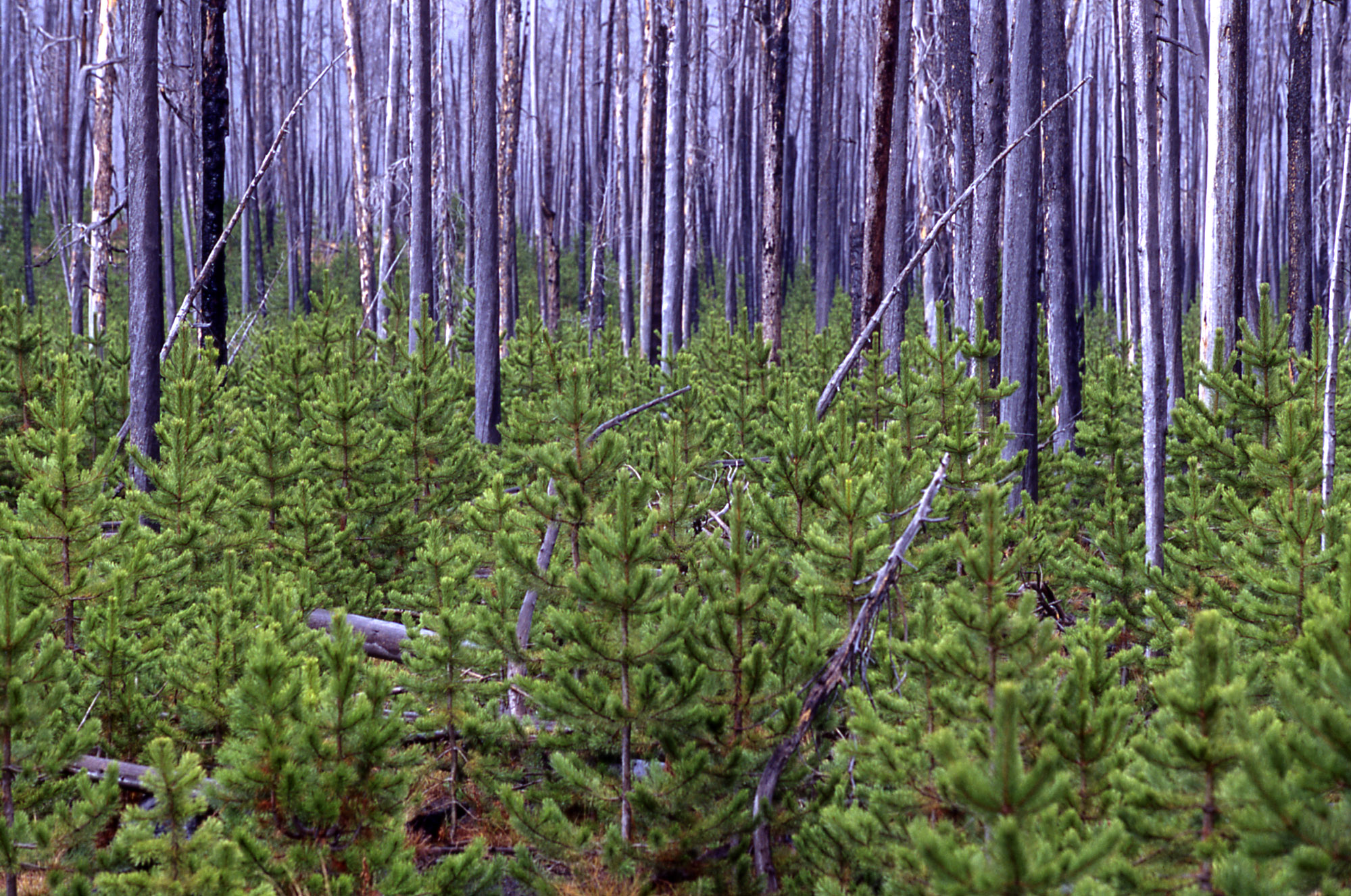 Pine tree after a wildfire.