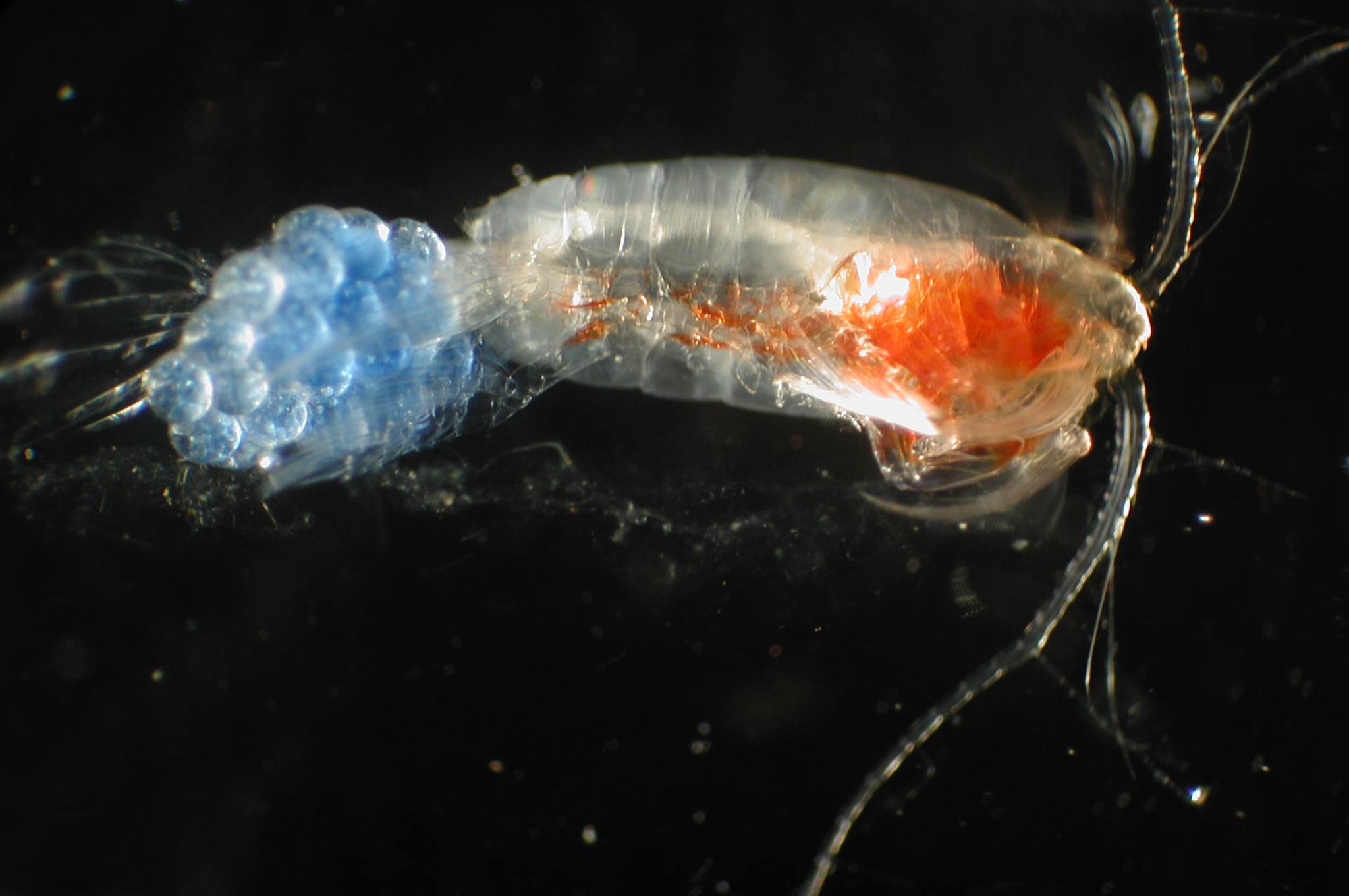 Copepod