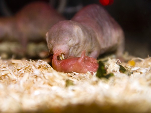 The secret to being a great naked mole-rat mom is in their poop