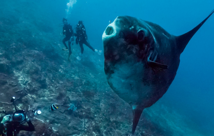 Mola Mola