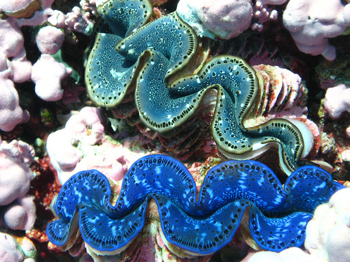 United States, Kingman Reef.