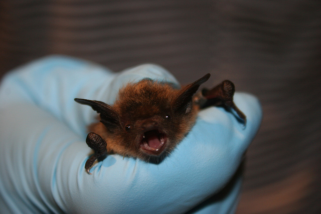 One cave’s losing battle against a deadly bat fungus