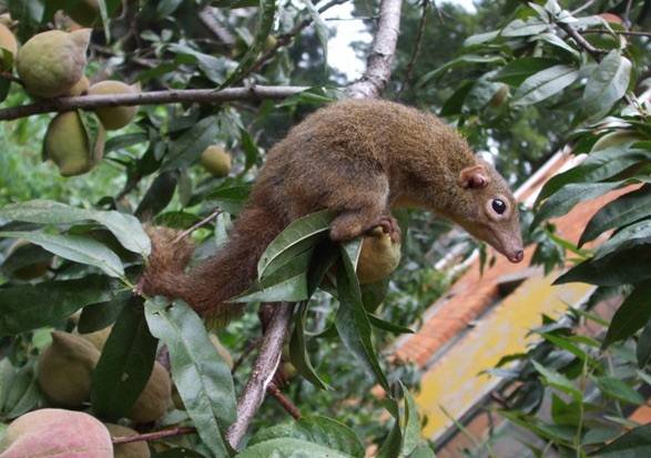 These tiny tree shrews can handle hotter peppers than you