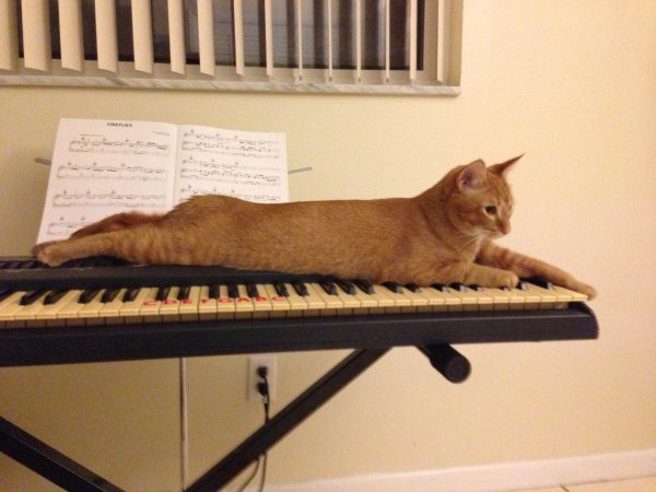 Scientists Have Composed Music Especially For Cats