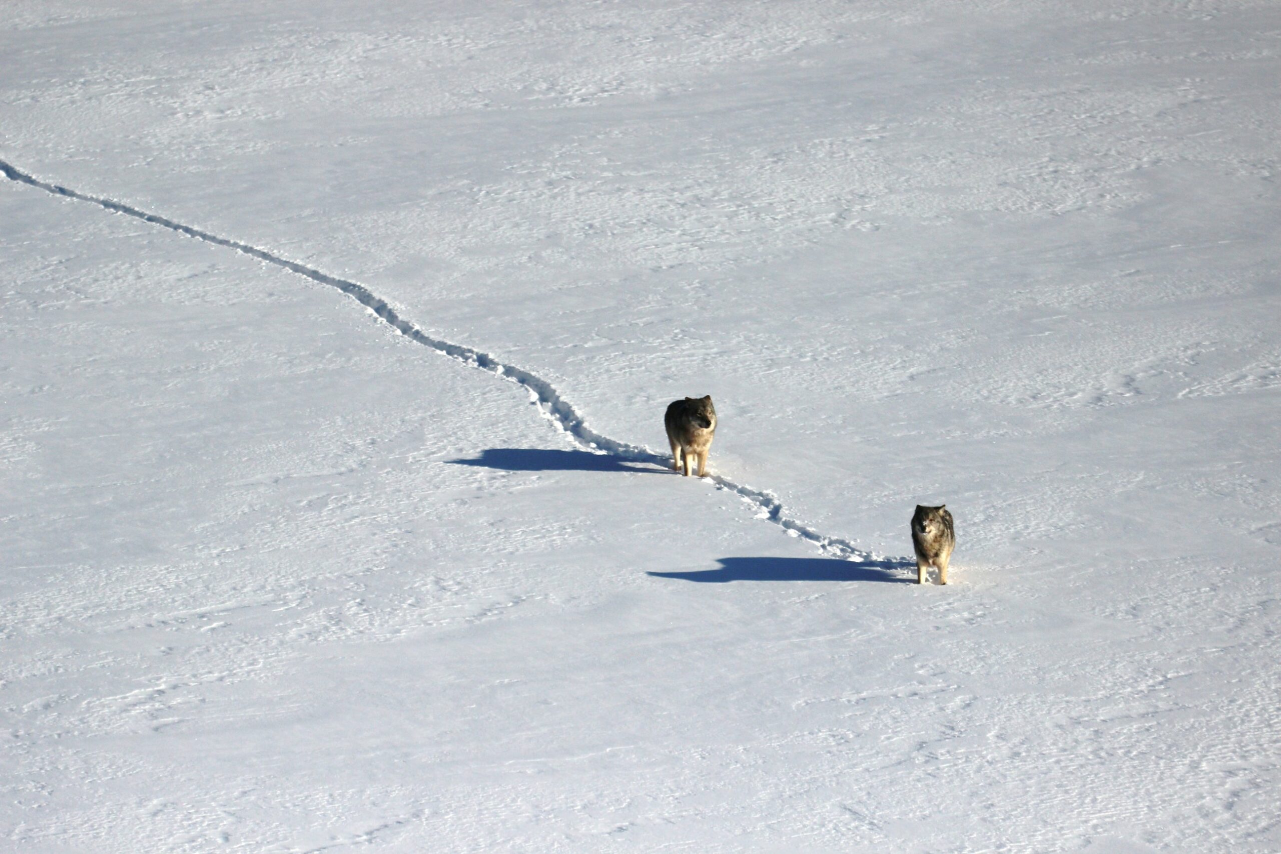Two wolves travel in a single-file line across ice and snow in winter.