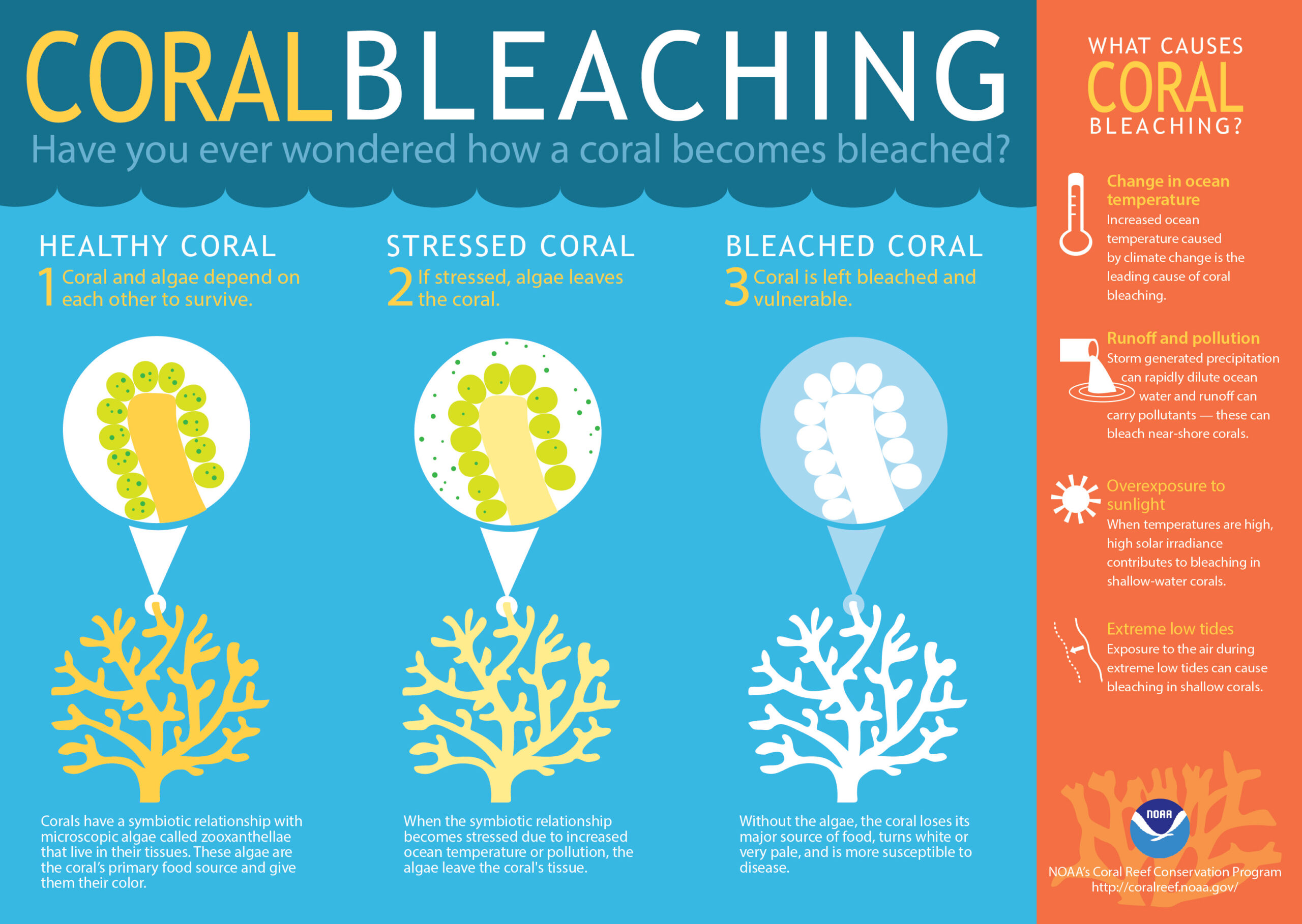 Coral Bleaching guide