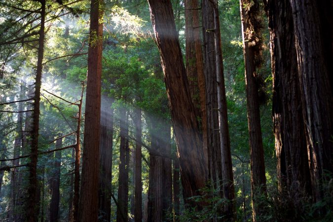 Muir Woods 