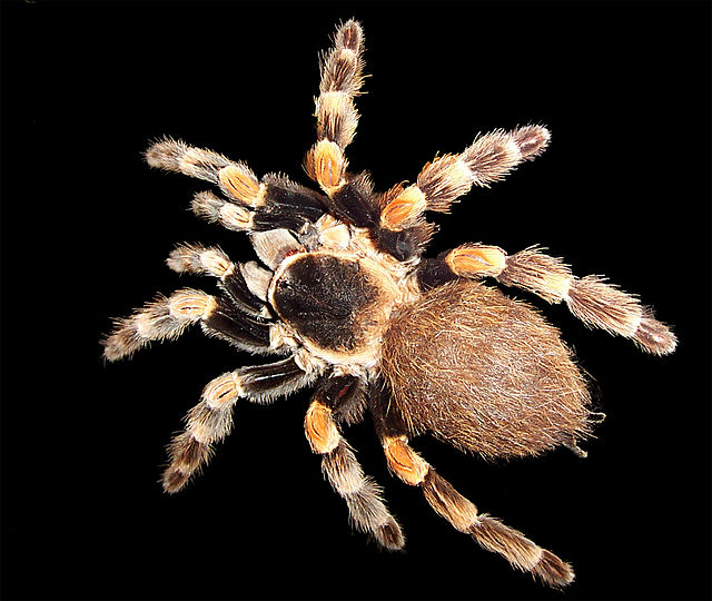 Mexican redknee tarantula