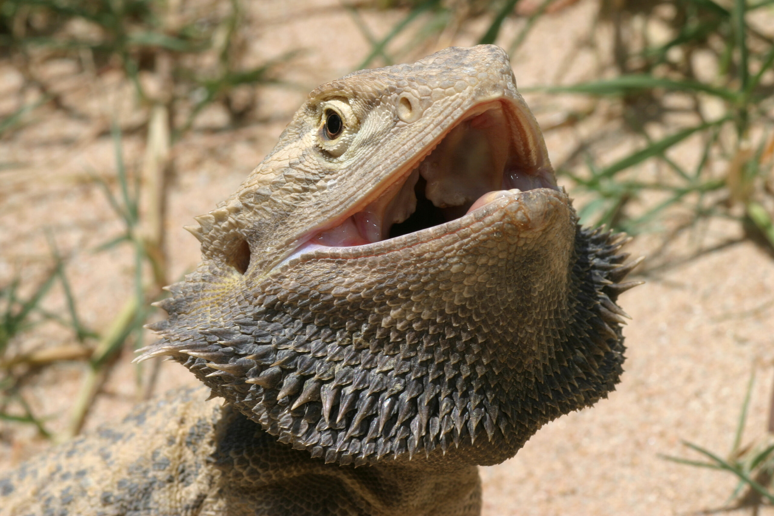 Sex Reversal In Bearded Dragons Creates Females That Behave Like Males