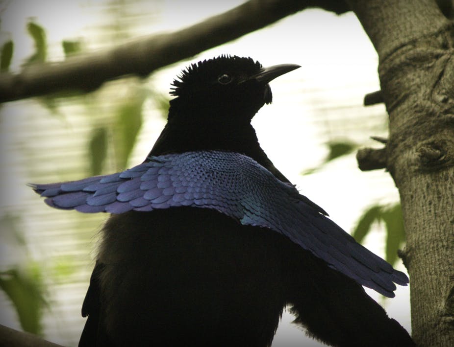 super black feathers