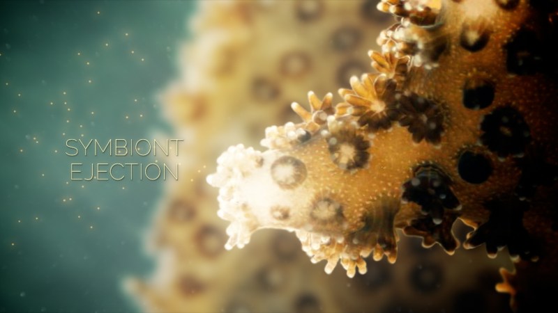 How Coral Bleaching Happens [Video]