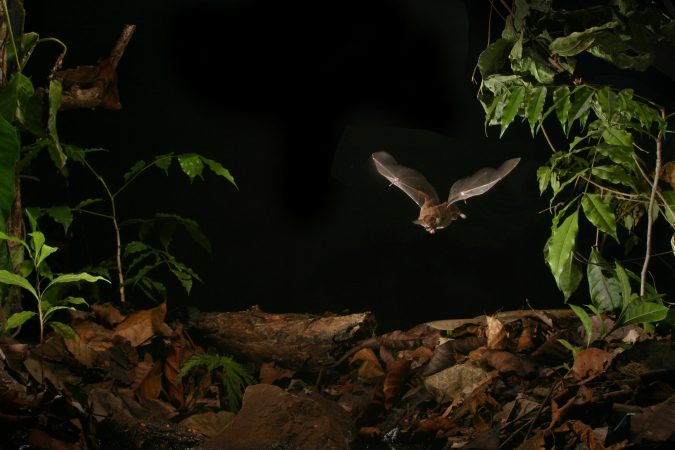 Will Growing Urban Noise Make Bats Worse At Hunting Down Food?