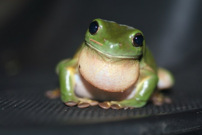 How Do Frogs Jump? [Video]