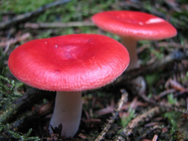 Mushrooms’ Spores May Help Bring Rain To Forests