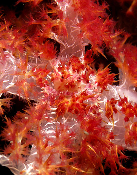 soft coral crab