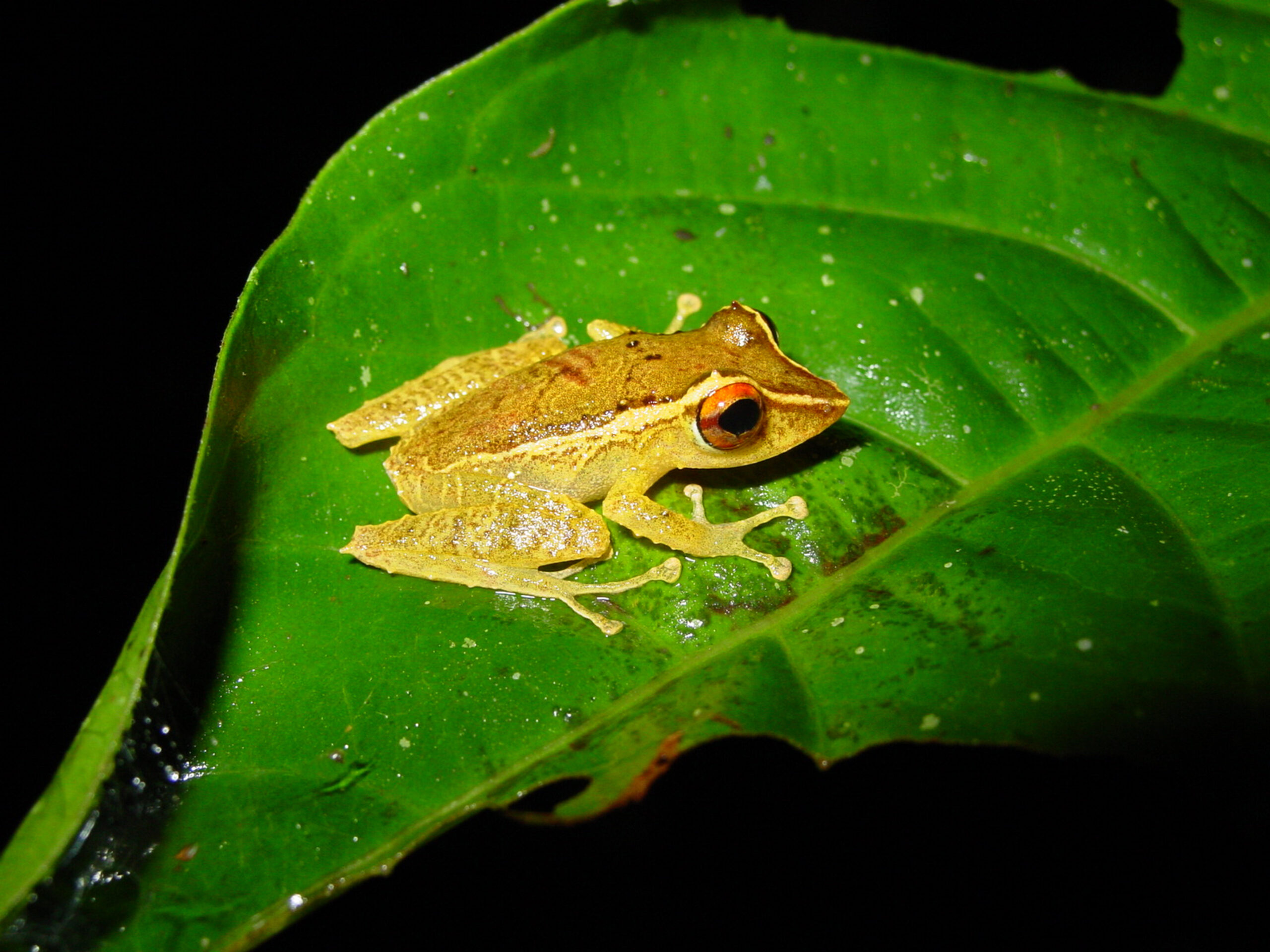 frog on leaf