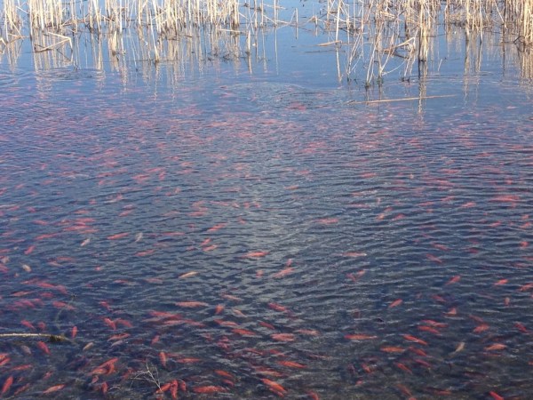 Colorado Lake Hosts Thousands of Invasive Goldfish