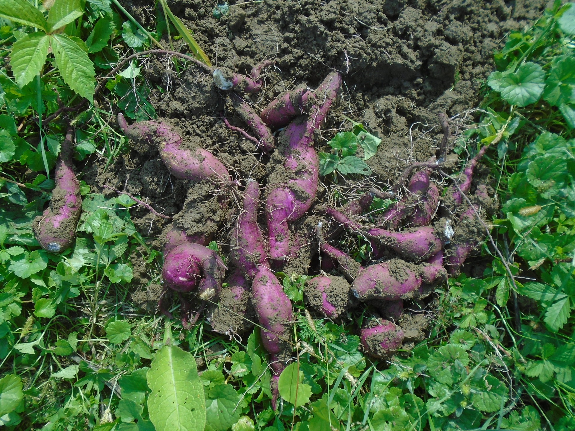 sweet potato batata