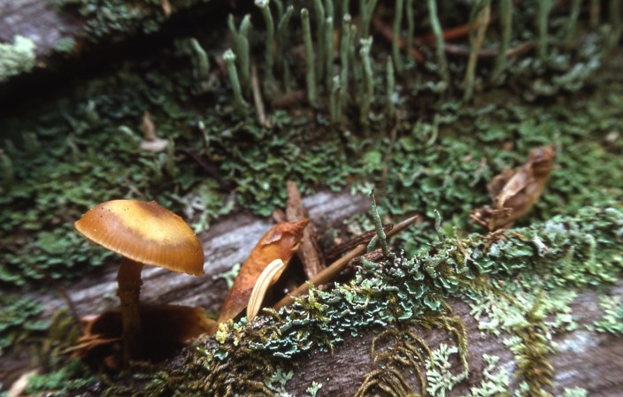 Leaves In Chernobyl Area Are Decaying Unusually Slowly