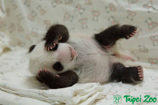 This Baby Panda Reuniting With Her Mom Is The Best Thing You’ll See On The Internet Today